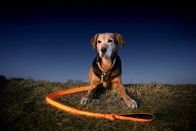 Orange Color LED Dog Leash USB Rechargeable